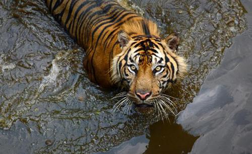 Tigers, piranhas may join crocodile guards at Indonesia jail