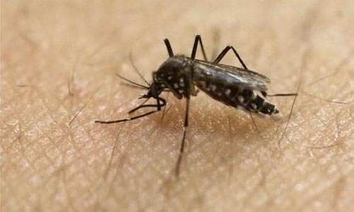 More Zika cases found in European tourists returning from South America