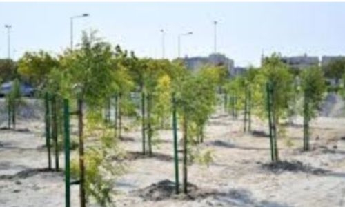 Bahrain Needs Innovative Afforestation