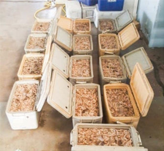 500 kg illegally caught prawns seized 