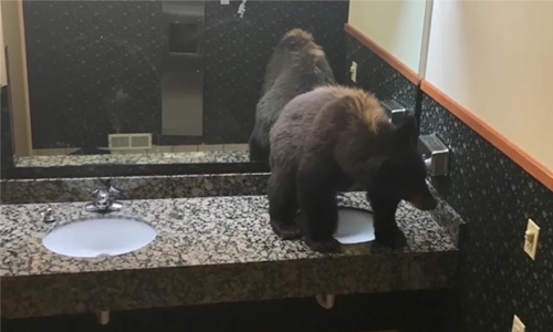 Black bear found resting in lodge washroom