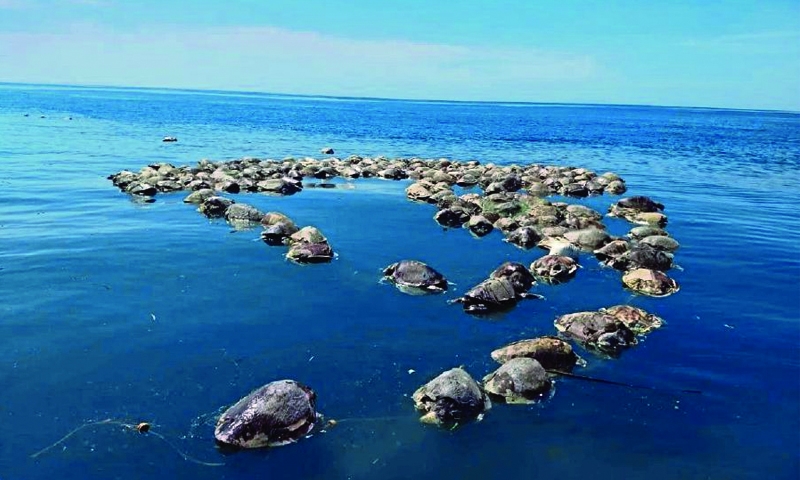 300 endangered turtles found dead in Mexico 