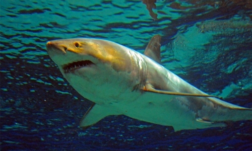 Great white 'Jaws' shark dies after days in Japan aquarium