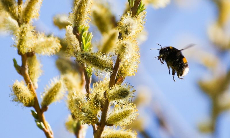 Bumblebees get hooked on harmful pesticide: study