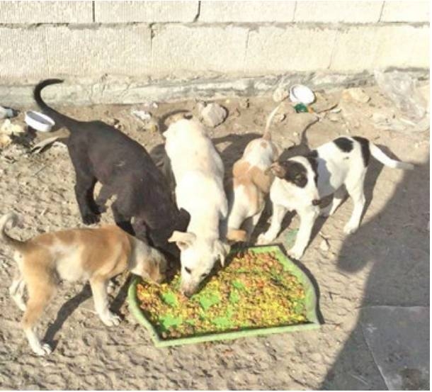 Alarm as stray dog numbers triple in the past three years 