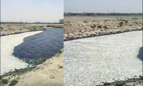 Heat kills thousands of fish in Saudi Arabia