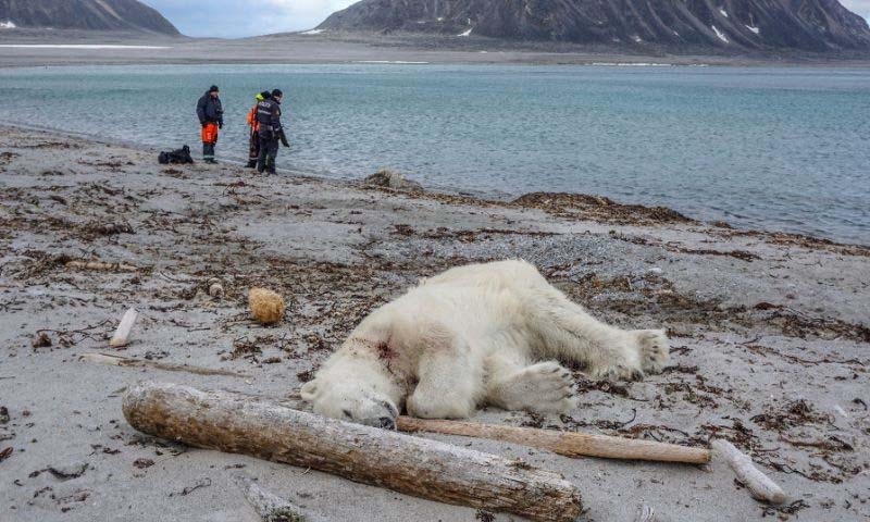 Polar bear shot dead after wounding cruise ship worker