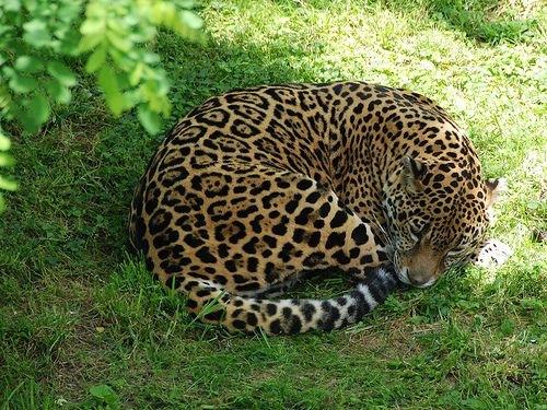 Gluttonous jaguar 'too fat to mate', says India zoo