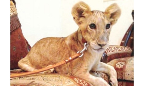 Authorities probe ‘lion cub sale’ 