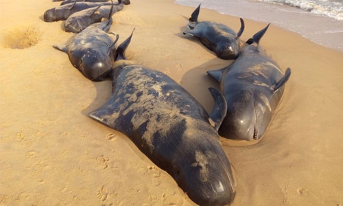 Dozens of whales die after southern India stranding