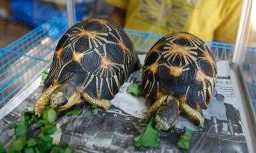 Tortoise poachers get stiff sentence