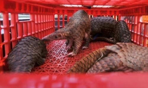 Indonesia seizes pangolins, scales worth $190,000