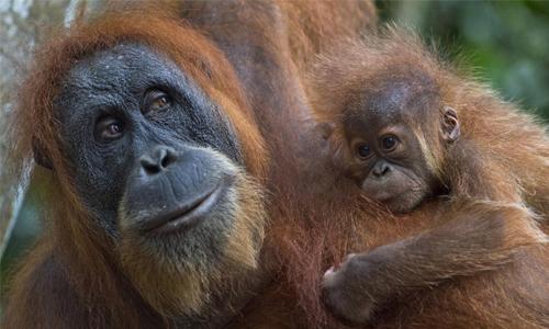 Over half of world's primates on brink of extinction