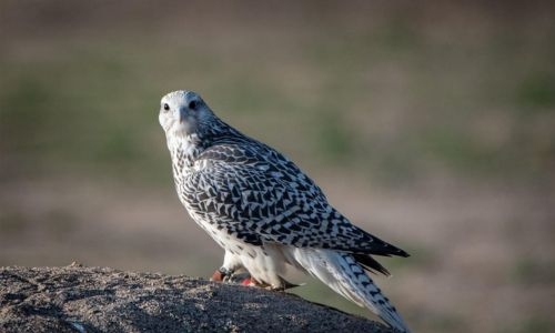 Bahrain Joins Global Push to Save Gyrfalcons