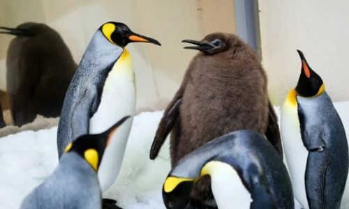 Hefty Australian penguin chick ‘Pesto’ becomes star