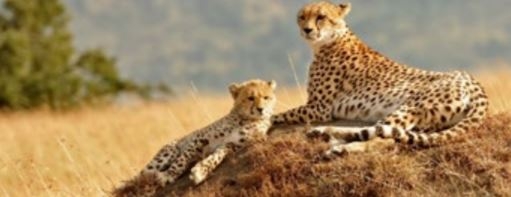 Court paves way for African cheetahs to be shipped to India