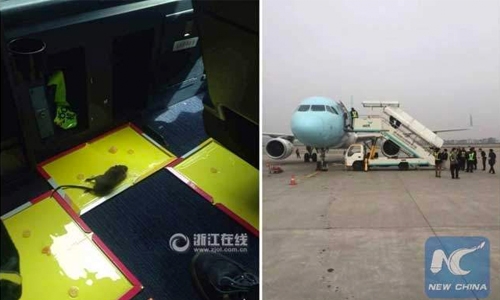 Chinese airliner forced to land after rat found on board