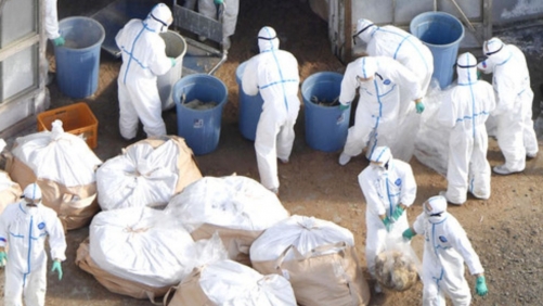 Japan Hit by Bird Flu: 50,000 Chickens Culled, Movement Bans Enforced