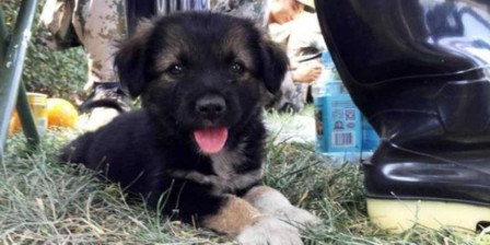 Tianjin puppy becomes blast symbol