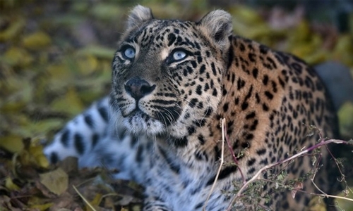 Leopard kills 3-year-old