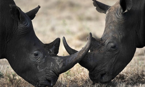 China permits trade of rhino, tiger goods