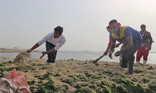 Seaweeds, Tubli Bay fishermen’s new bait