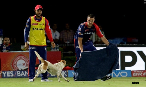 Dog invasion sparks chaos at IPL match