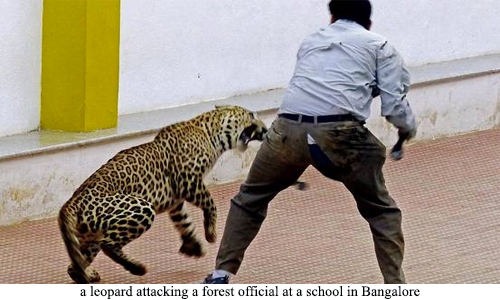 Schools shut in India's Bangalore after 'leopard sighting'