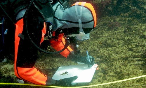 Japan volcanic island may hold key to coral survival