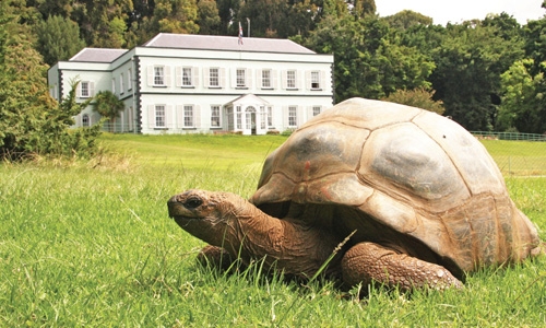 St. Helena’s ancient tortoise awaits visitors