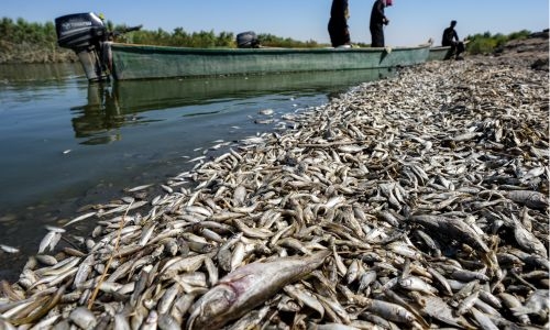 Dead fish wash up on riverbank in drought-hit Iraq 