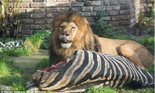 Shocked visitors see lions eat a ZEBRA in German zoo 