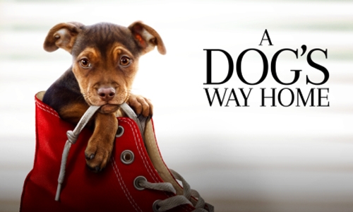 ‘A Dog’s Way Home’ is a sweet, simple family film