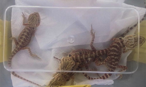 Malaysia foils bid to smuggle 'bearded dragons'