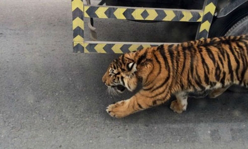 Tiger on the loose in Doha traffic jam