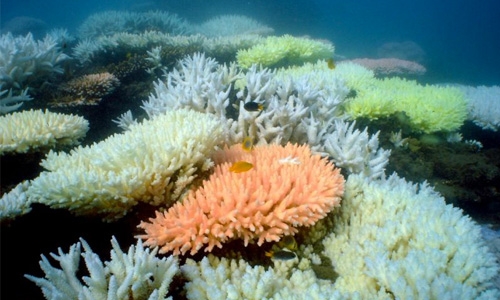 World's northernmost coral reef in Japan bleached