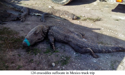 124 crocodiles suffocate in Mexico truck trip