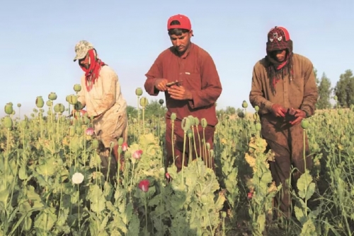 100 arrested for growing poppy in Afghanistan: police 