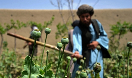 Poppy growth down 95% in Afghanistan since Taliban ban: UN