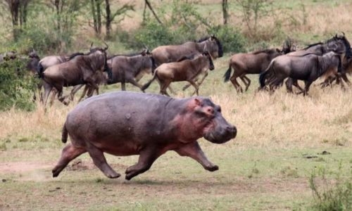Hippos Get Air! New Study Reveals Surprising Speed and Gait of Land Locomotion