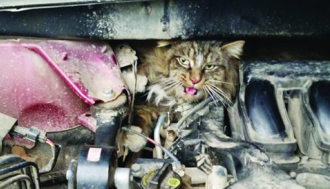 Call to save feline lives as car bonnets offer winter shelters 