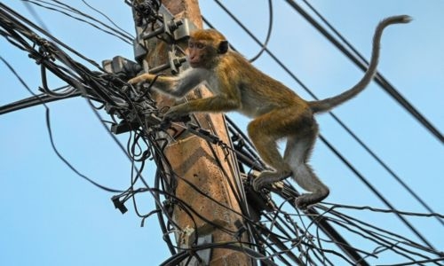 Cash-strapped Sri Lanka scraps monkey business plan