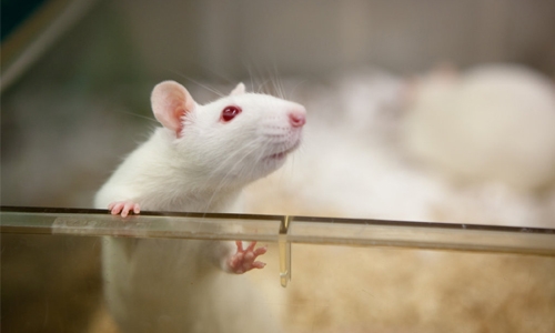 Japan okays research using human cells in animals