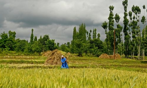 Top rice supplier India bans some exports