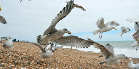 Seagulls terrorise British holidaymakers