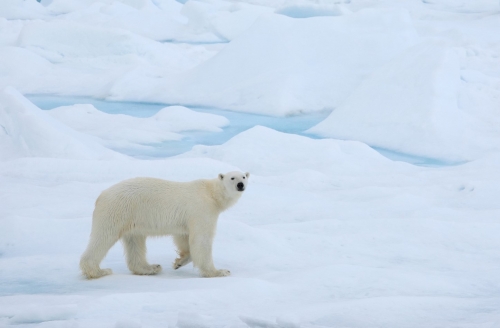 A record cold in the Arctic announced after 29 years