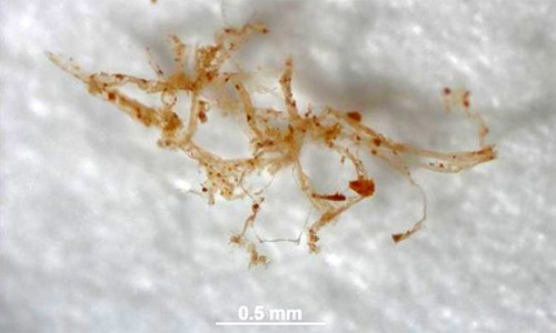 ‘Blood vessels’ retrieved from 80mn-yr dinosaur fossil 