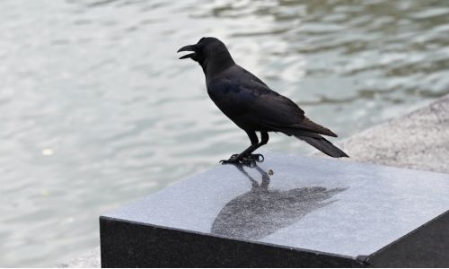 Saudi Arabia takes action to exterminate migratory Indian crows 