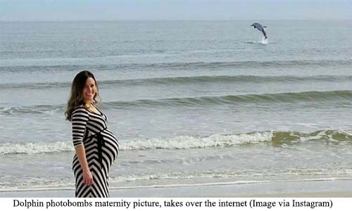 Dolphin photobombs maternity picture, takes over the internet