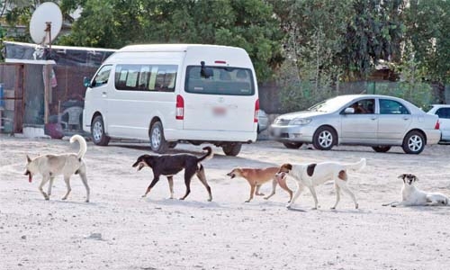 Increase in stray dogs raise concerns 